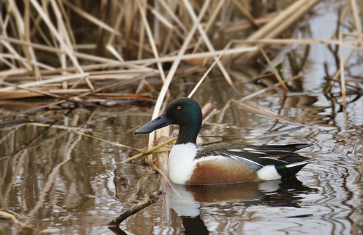 Northern Shoveler (male) (spatula clypeata) swimming among some cattails