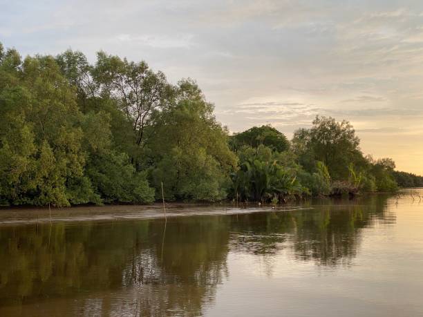 istock Tranquil sunset ; trees and plants in foreground; forest in background; setting sun reflects in water 1496545331
