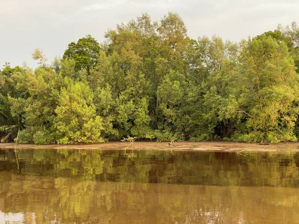 istock Tranquil sunset ; trees and plants in foreground; forest in background; setting sun reflects in water 1496545449