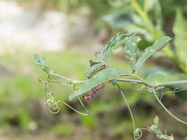 istock Agraulis vanillae larva eating leaves 1496546591