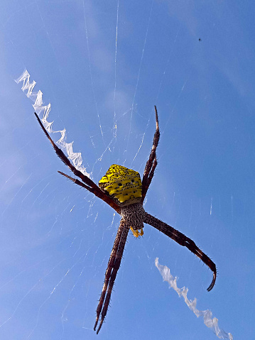 Yellow belly spider against sky background