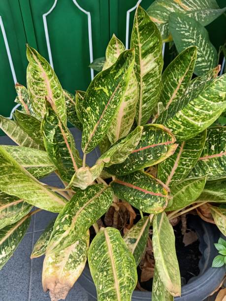 istock Close up of croton plant 1496548021