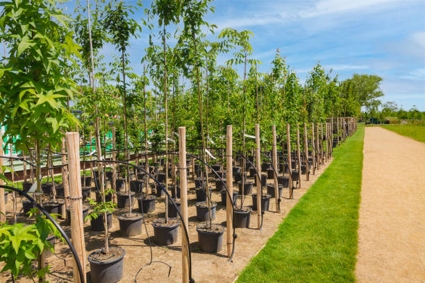 istock Rows of young trees in plastic pots with water irrigation system, tree nursery 1496550836