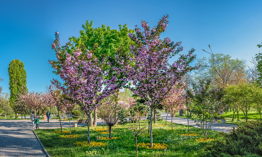 Central Park in New York in spring