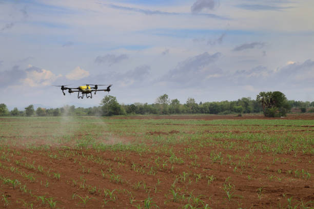 istock Yellow agricultural drone is spraying chemicals on corn plants 1496553359