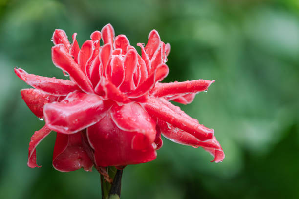 Torch  ginger flower with red petals. Etlingera elatior.