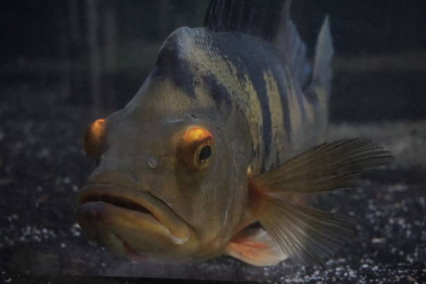 istock Cichla Kelberi or Yellow Peacock Bass 1496555686