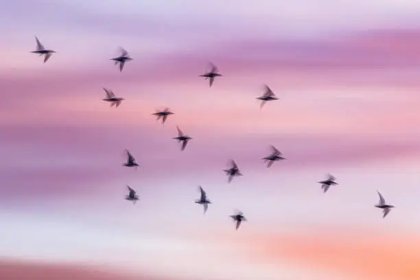 Photo of Abstract motion blur of flock of birds flying through pink cloudscape
