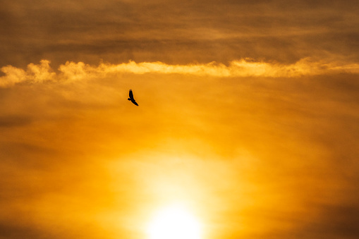 Silhouetted sea eagle flying across a dramatic golden cloudscape illuminated by the sunset.