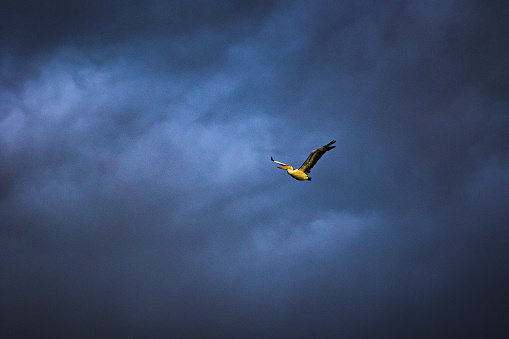 Pelican bird flying across a dramatic dark cloudscape with golden light on subject.