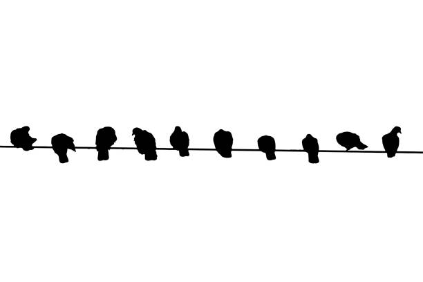 istock Silhouette of birds sitting on the wire. Silhouette of birds in different poses, vector. Unity and caring concept. 1496558324
