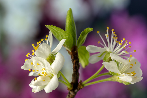 Blossoming of cherry flowers in spring time with green leaves and copyspace, natural seasonal floral background