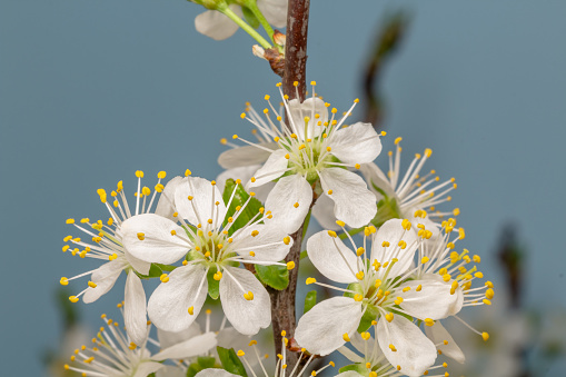 Photo of an Plum tree flower blossom bloom rotate and grow on a blue background. Blooming small white flower of Prunus. \nPlums may have been one of the first fruits domesticated by humans. Three of the most abundant cultivars are not found in the wild, only around human settlements: Prunus domestica has been traced to East European and Caucasian mountains.