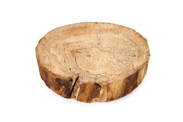 istock A cut of an old wooden log. 1496560817
