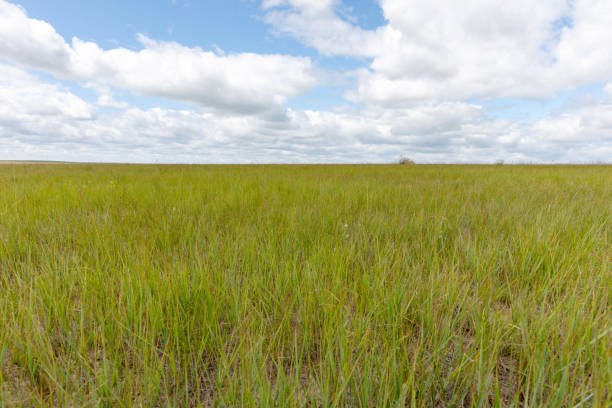 istock Western China grassland and blue sky 1496560883