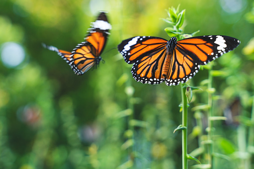 Two monarch butterflies, Danaus plexippus, sitting on green plant and flying with motion blur, Thailand
