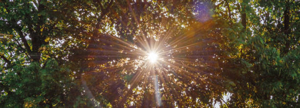 istock Sun rays shining through trees leaves,nature background.Sunset summer evening.sun rays coming through the treetops in the park.Banner,advertisement. 1496562021