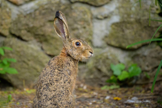 istock A European hare sitting on a pathway in a park 1496562732