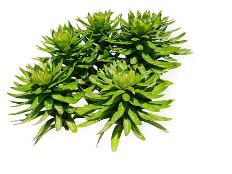A cluster of Rhodiola rosea isolated on white background.