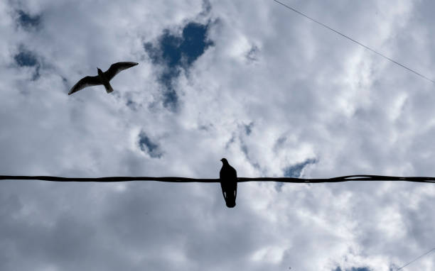 pigeon and seagull in the sky