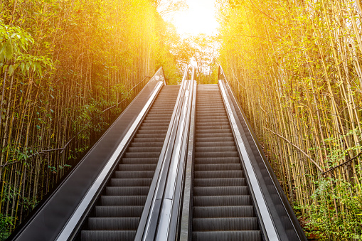 Bamboo is planted on both sides of the upward escalator