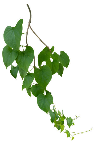 istock Twisted wild liana jungle vine isolated on white background with copy space and clipping path. 1496567217