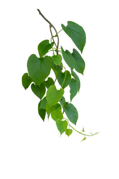 istock Twisted wild liana jungle vine isolated on white background with copy space and clipping path. 1496567218