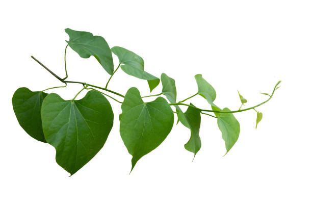 istock Twisted wild liana jungle vine isolated on white background with copy space and clipping path. 1496567222