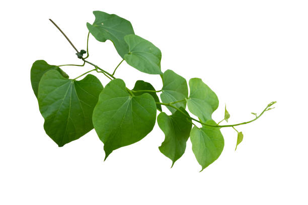 istock Twisted wild liana jungle vine isolated on white background with copy space and clipping path. 1496567236