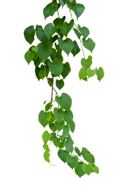 istock Twisted wild liana jungle vine isolated on white background with copy space and clipping path. 1496567444
