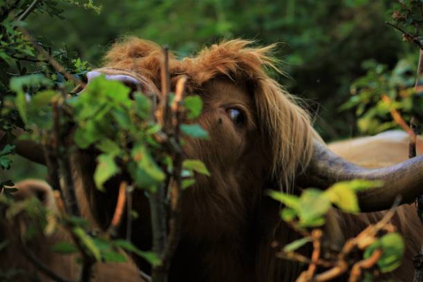 istock Highland cow feeding on lush foliage 1496568080