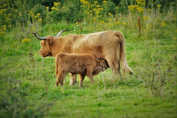 istock A Highland Cow calf feeding 1496568529