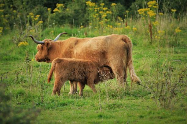 istock A Highland Cow calf feeding 1496568535