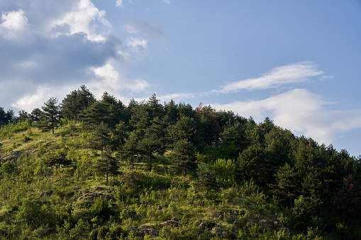 forest, mountain and sky