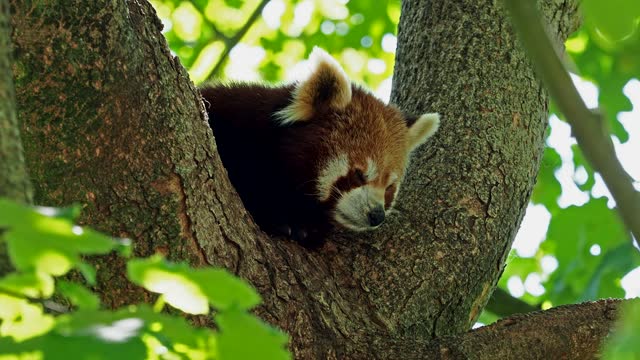 The red panda, Ailurus fulgens, also called the lesser panda and the red cat-bear sitting on a tree