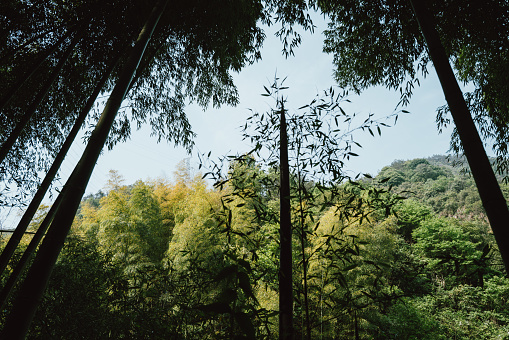 Bamboo thickets in the park, green background with tropical bamboo, web banner for site. High quality photo