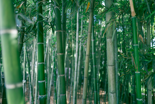 Bamboo shoots growing in the bamboo grove