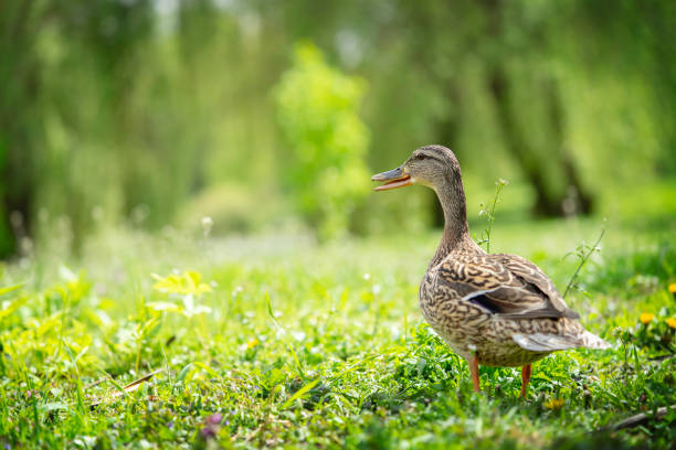 istock Mallard female duck standing on grass in the public park 1496573275