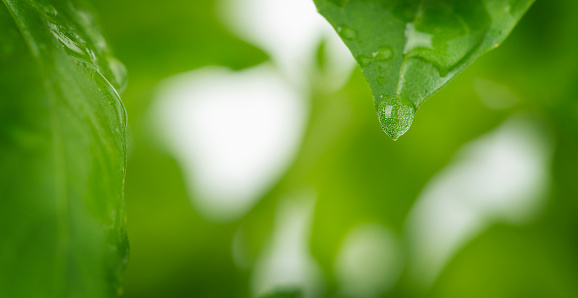 Macro of basil leaf background with water drops.