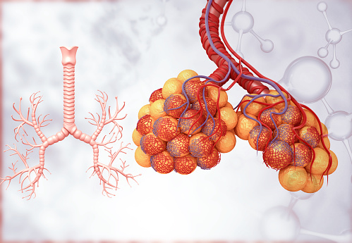 Alveoli in lungs. 3d illustration