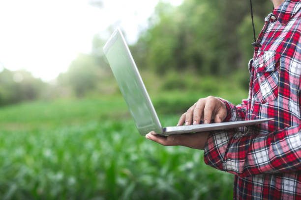 мужчина-фермер держит ноутбук в поле для осмотра кукурузного поля летним солнечным днем - farmer rural scene laptop computer стоковые фото и изображения