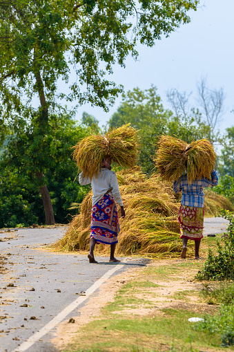 Durgapur, West Bengal, India, May 06 2023: Vertical View of A Group Of Unidentified Tribal Agricultural Female Labors  Carrying and Gathering Harvested Crops on Roadside.