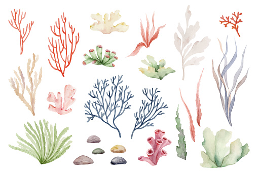 Watercolor vector seaweed algae and corals hand painted set. Underwater floral illustration isolated on white background.