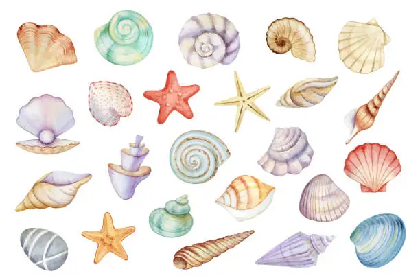 Vector illustration of watercolor shells and starfish hand painted set