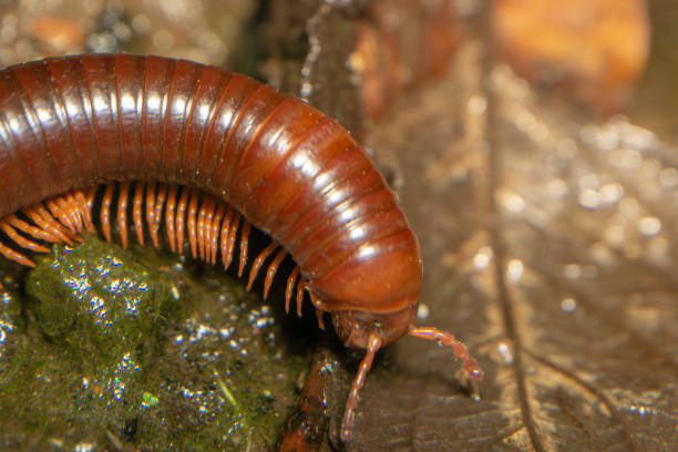 istock A brown millipede crawls on wet stone and mosses 1496575815