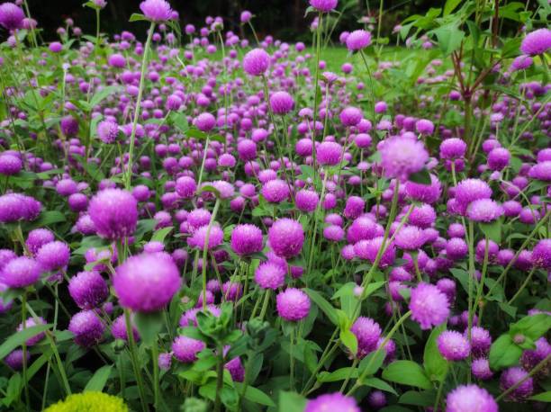 istock Gomphrena globosa, The crown flower 1496575862