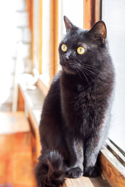 istock photo black cat with yellow eyes on the balcony 1496576059
