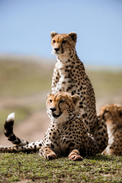 istock Group of Masai Mara cheetahs relaxing in grass. 1496577773
