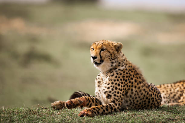 istock Masai Mara cheetah relaxing in grass. 1496577817