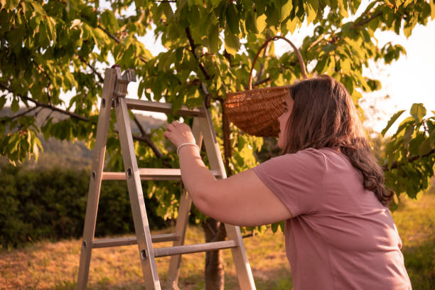 istock If you get higher up the tree, there are sweeter cherries 1496577818